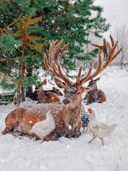 Заповедник свободы